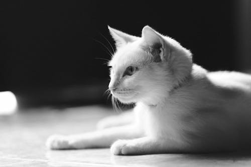 Free Little Cat Lying on the Floor in Black and White Stock Photo