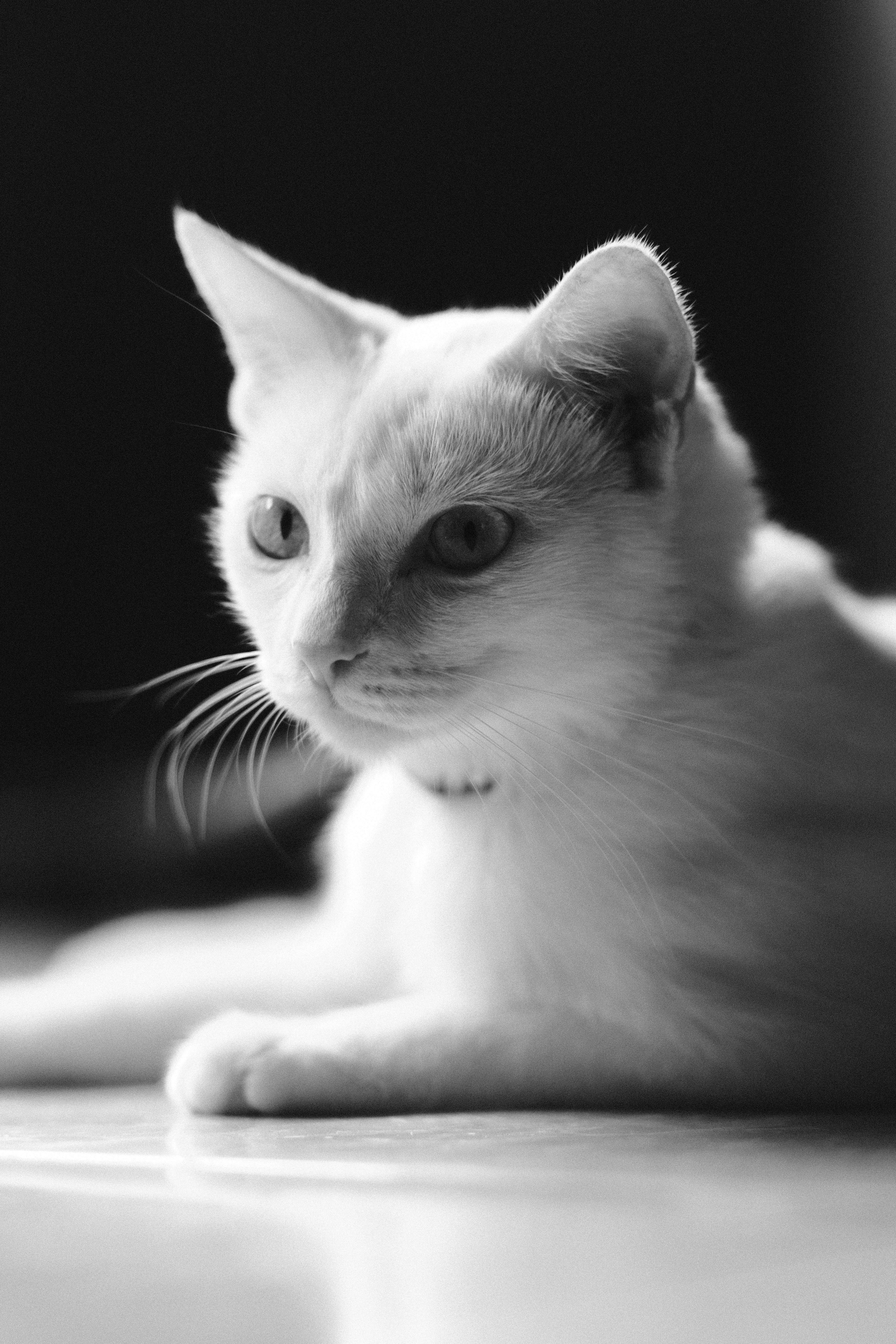 Portrait of Little Cat in Black and White · Free Stock Photo