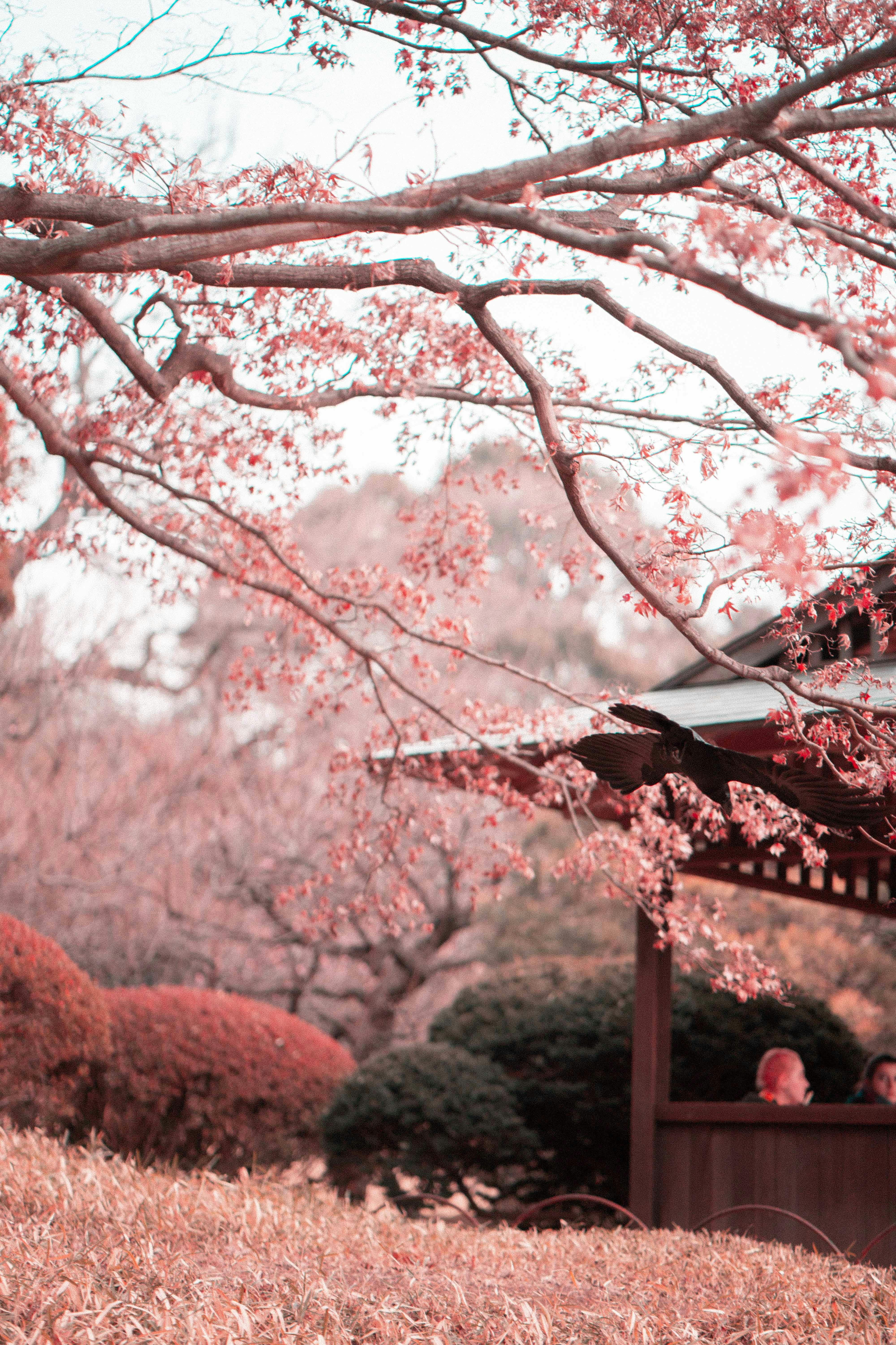 japanese cherry blossom wallpaper