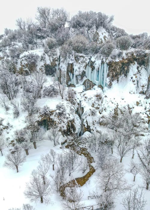 Forest Covered with Snow