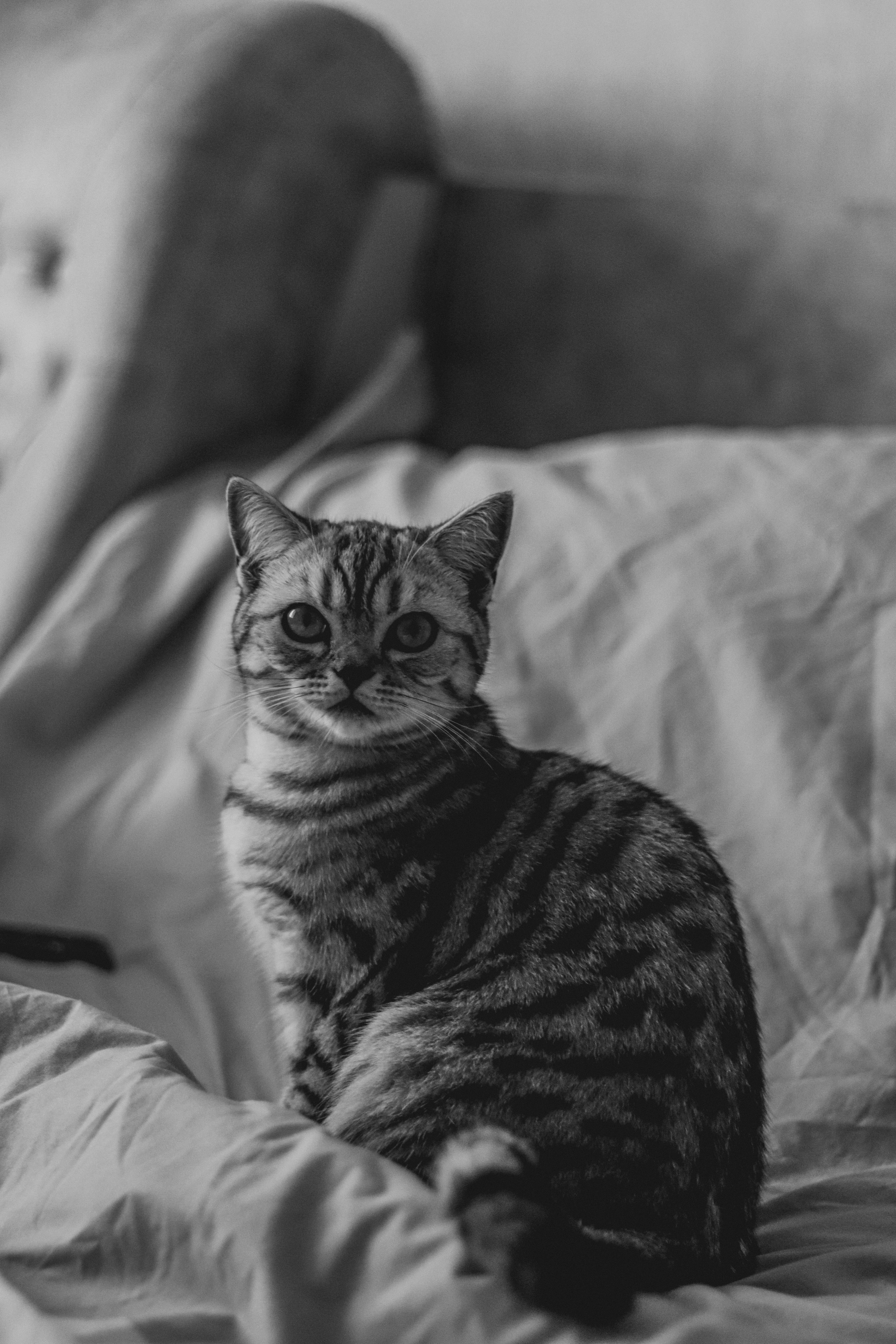 A Black and White Cat Walking Outdoors · Free Stock Photo