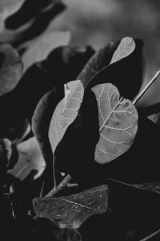 A close-up shot of leaves in black and white, showcasing natural textures.