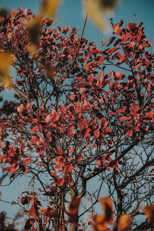 Free Vibrant autumn leaves on tree branches with clear blue sky background. Stock Photo