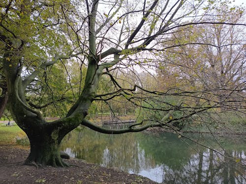 Tree by the Lake