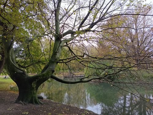 Free A serene park scene featuring a prominent tree, a lake, and mirrored reflections. Stock Photo