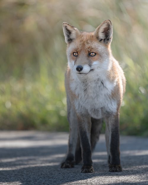 Fox on Road