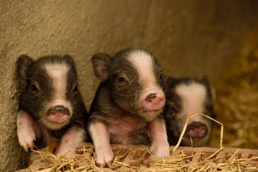 Three cute piglets in a barn setting featuring hay and rustic charm.
