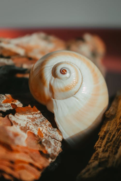 Extreme Close-up of a Seashell 