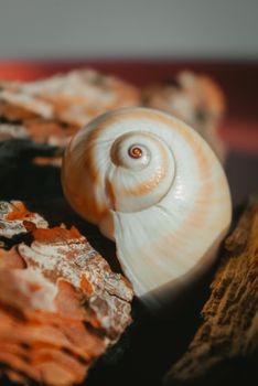 A detailed view of a nautilus shell resting on colorful driftwood, highlighted by warm sunlight.