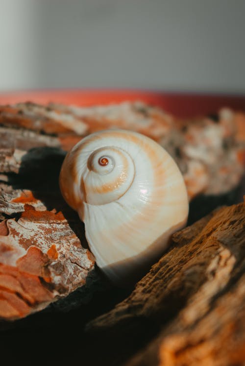 Foto profissional grátis de água, cesta, concha