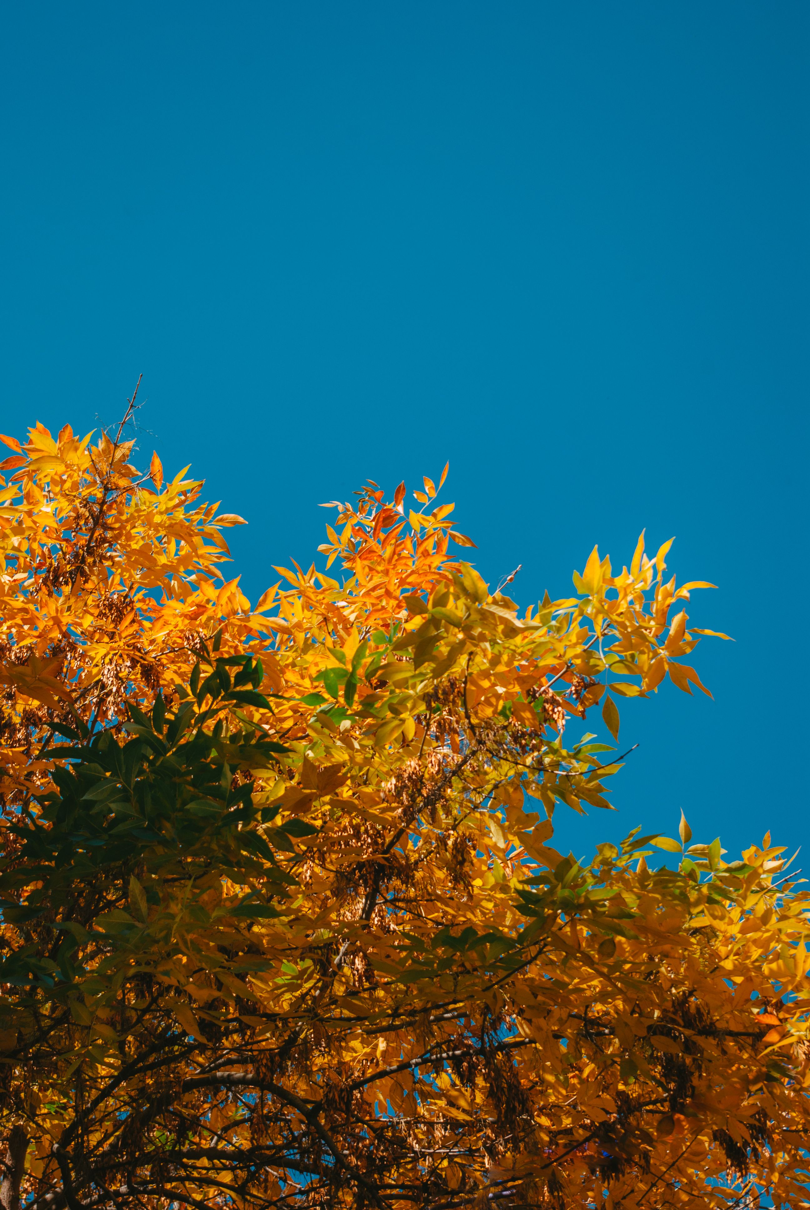 Branch on a Tree in Fall · Free Stock Photo