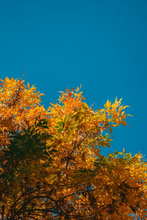 Free Golden autumn leaves contrasting with a vivid blue sky, capturing the essence of fall. Stock Photo