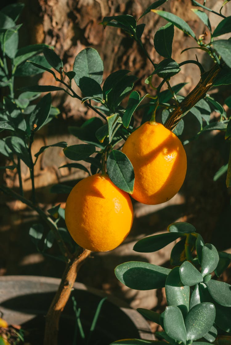 Oranges On A Branch In Summer