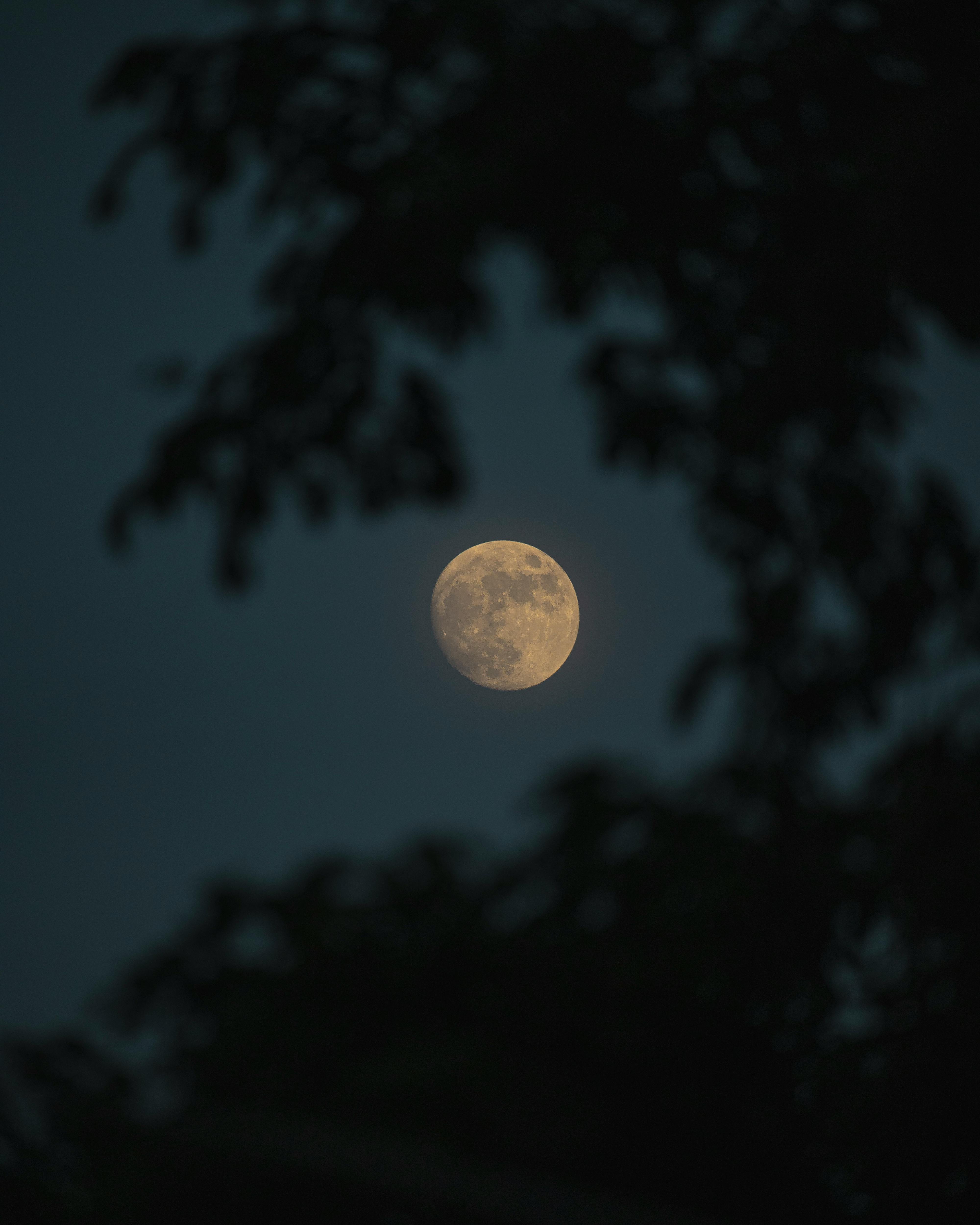 night moon sky and tree