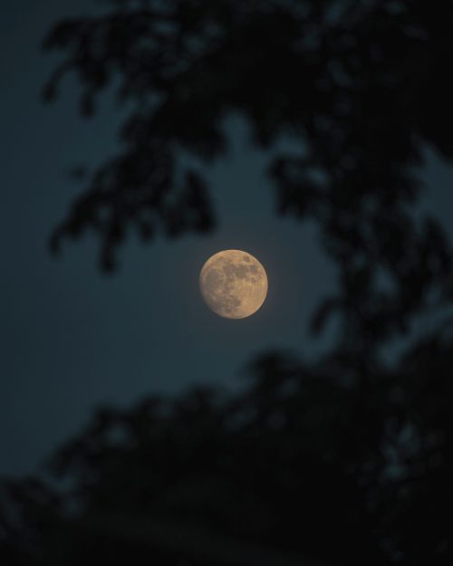 Free A serene view of the full moon framed by silhouetted tree leaves against a night sky. Stock Photo