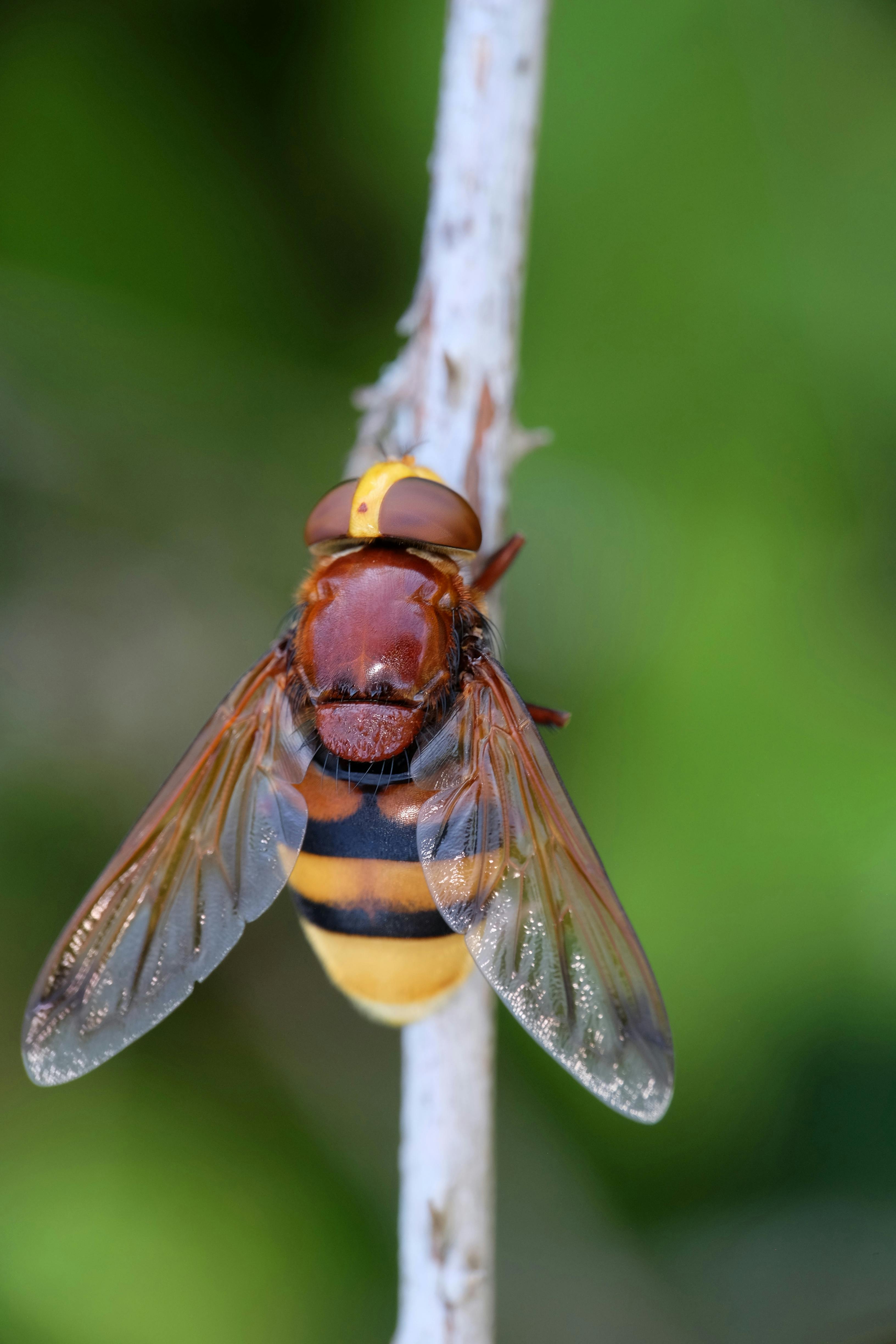 A close up of a brown and black bee
