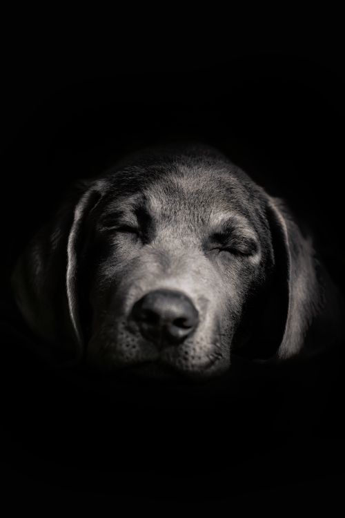 Free Sleeping puppy  Stock Photo