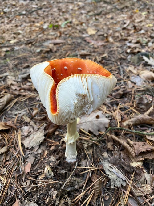 Toadstool in a Forest