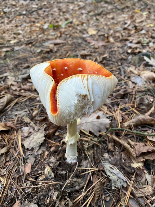 Foto d'estoc gratuïta de bolet, caure, fong