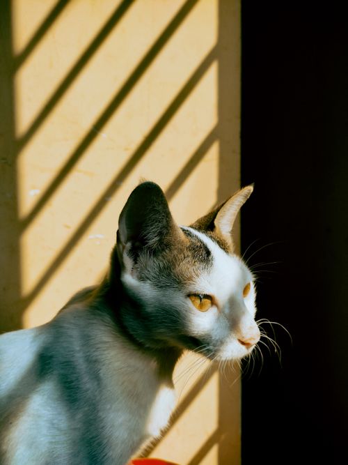 Free Artistic portrait of a cat with dramatic shadow play on a yellow wall. Stock Photo