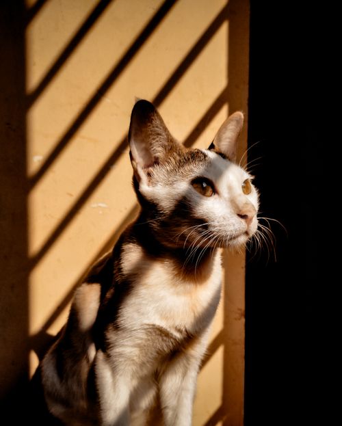 Free Elegant cat sitting in sunlit room, casting shadows on yellow background. Stock Photo