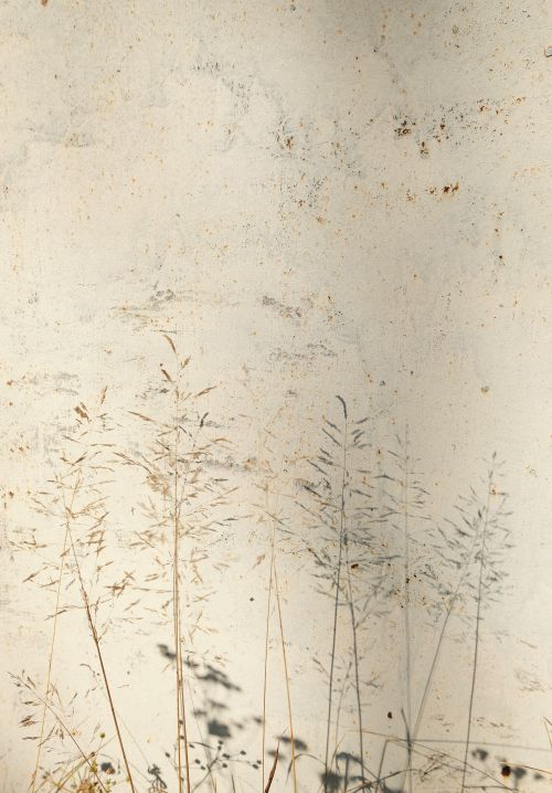 Free Ethereal shadows of wild grasses cast on a weathered wall, creating a minimalist nature scene. Stock Photo
