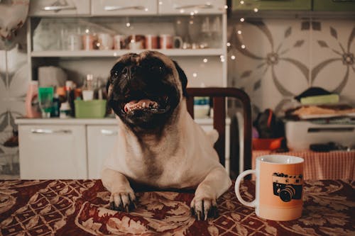 Fawn Pug Lean on the Table Near White Mug