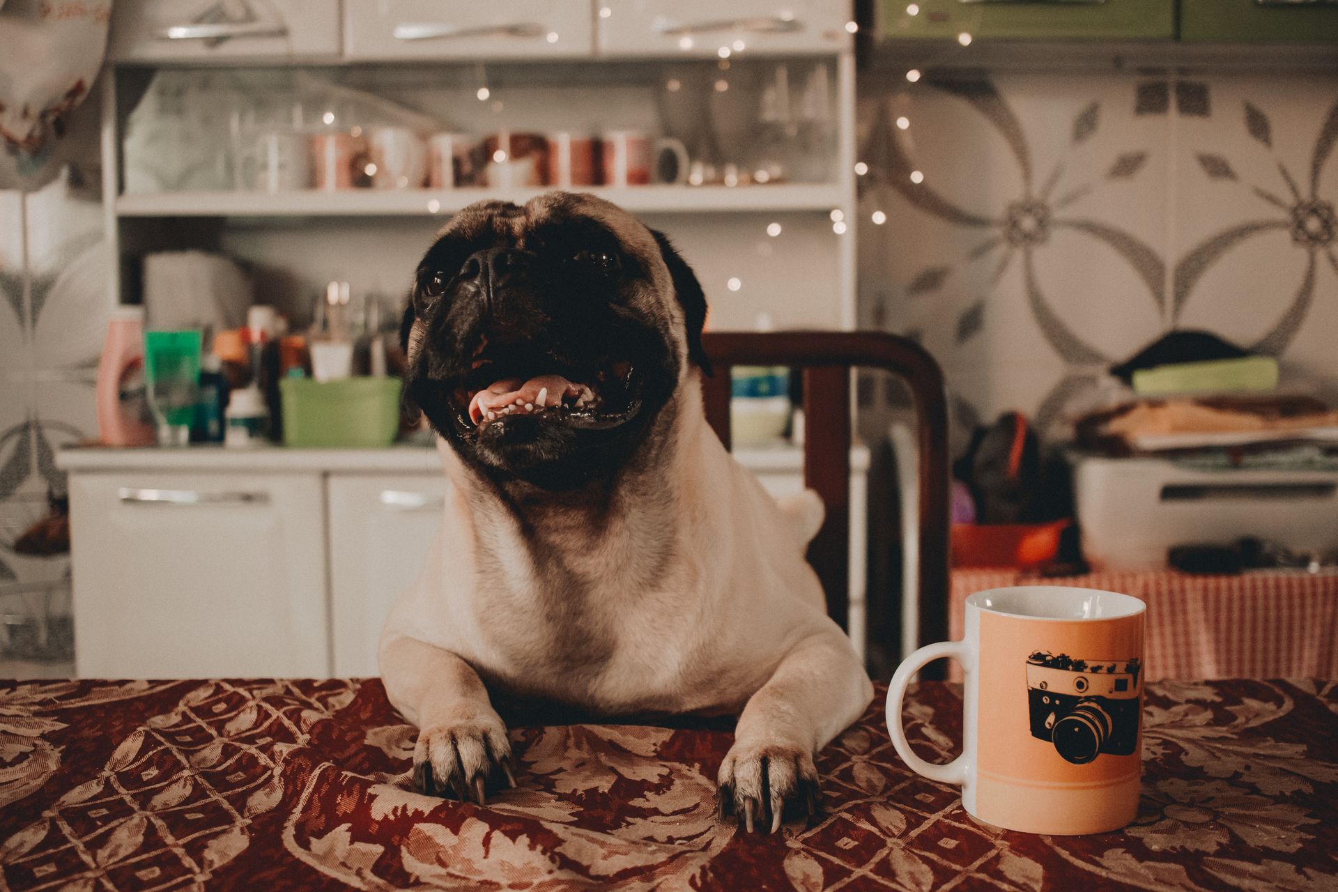 Fawn Pug Lean on the Table Near White Mug