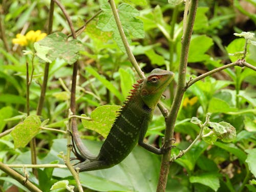 A Green Forest Lizard Sitting on a Branch 