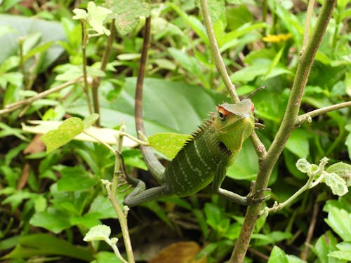 A Green Forest Lizard Sitting on a Branch 