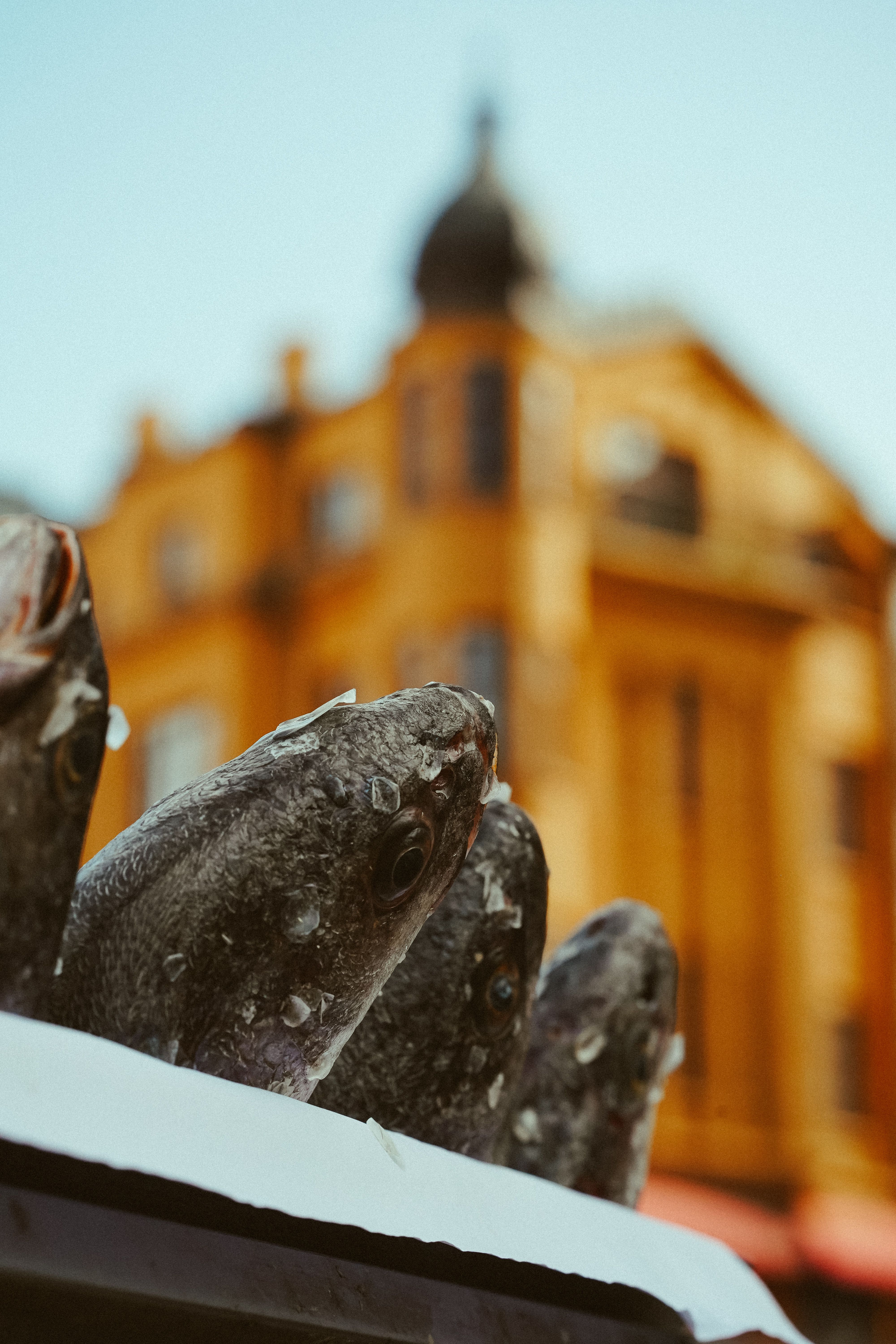 Close-up of fish on display at an outdoor market in Ankara, Turkey with historic architecture in the background.