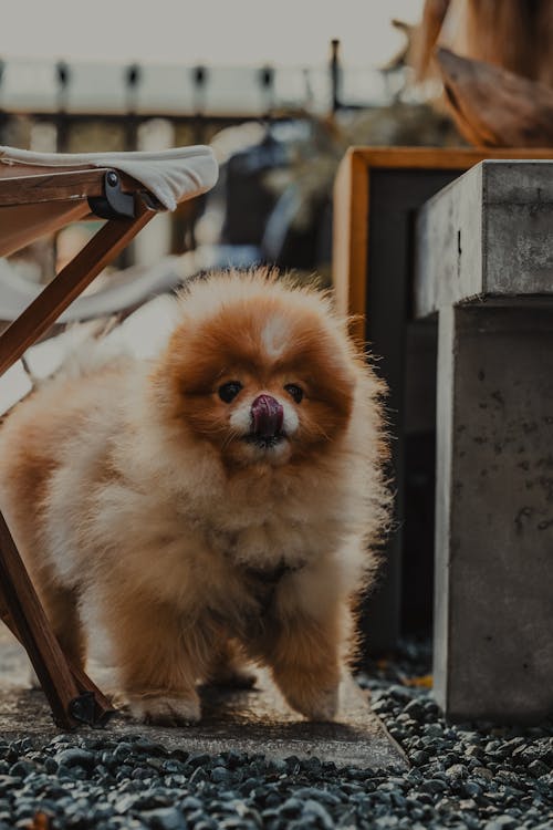 Kostnadsfri bild av djur, hund, husdjur