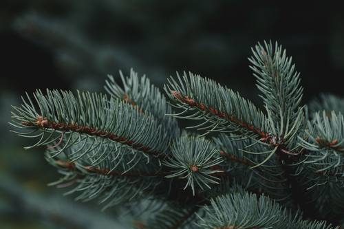 Free Detailed close-up of evergreen fir tree needles, showcasing natural beauty. Stock Photo