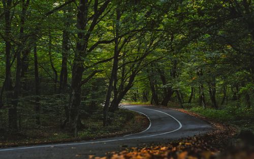 Free Curved road through lush forest in Telavi, Kakheti, Georgia, showcasing serene natural beauty. Stock Photo