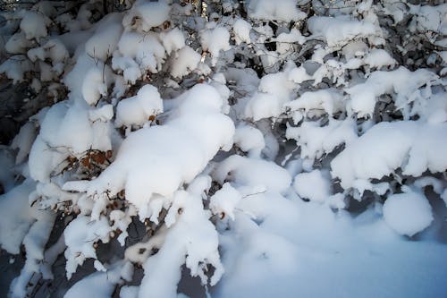 Gratis lagerfoto af eventyr, frost, fyrretræ
