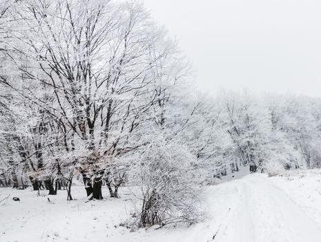 Serene snow-covered forest with a pristine dirt road in winter.