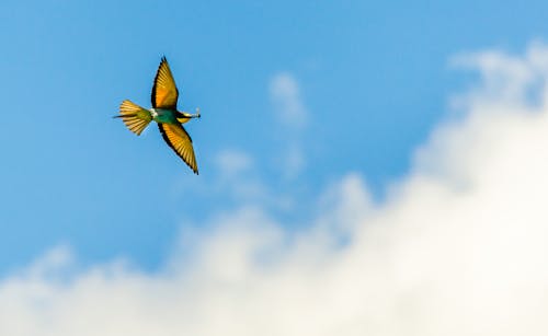 Imagine de stoc gratuită din albastru, albinerul verde asiatic, avion