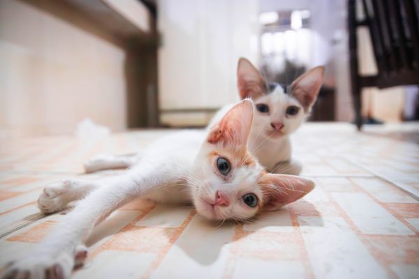 Gatinhos fofos deitados em um piso de azulejos dentro de casa, exibindo comportamento brincalhão e curioso.