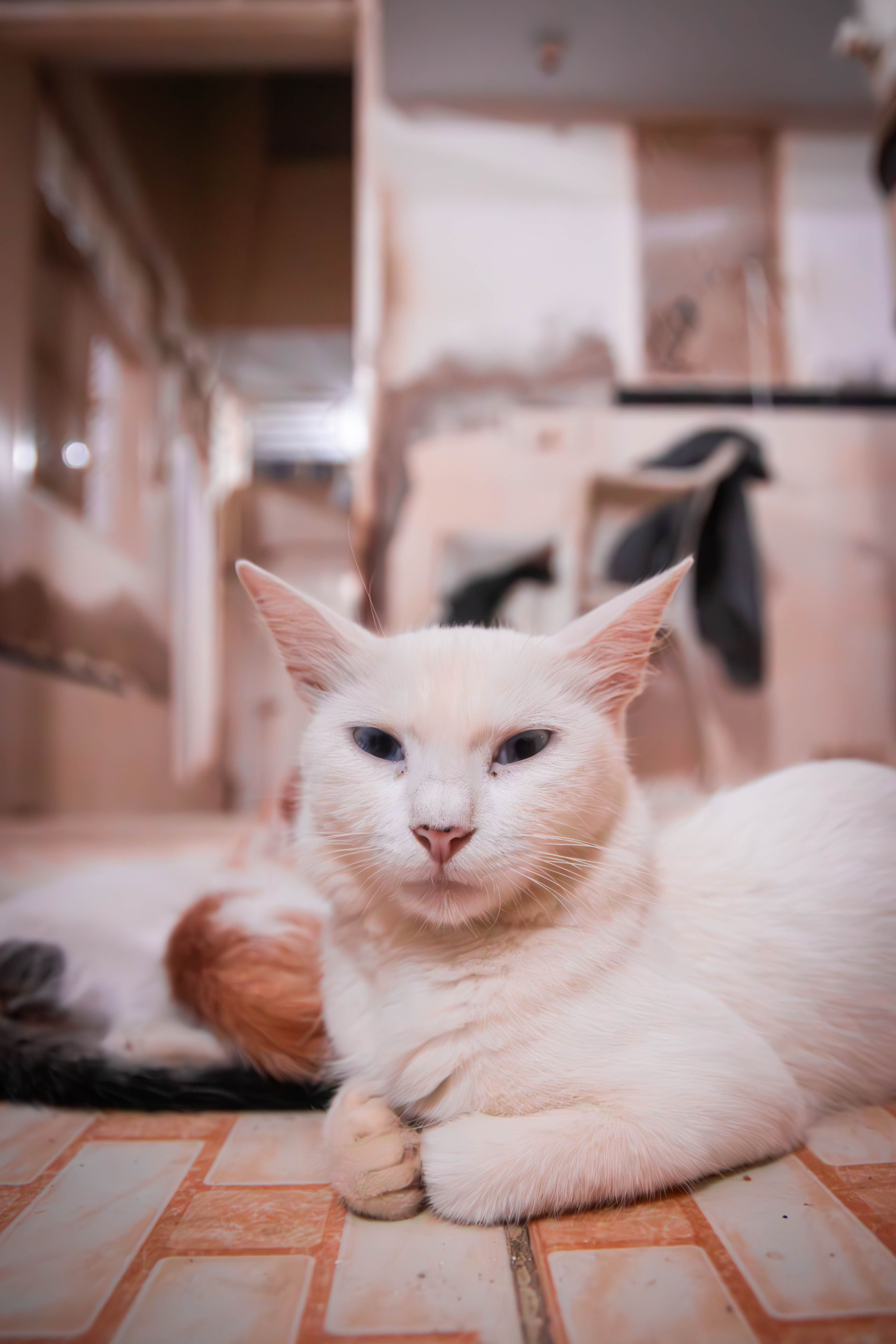 White Cat Lying on Floor · Free Stock Photo