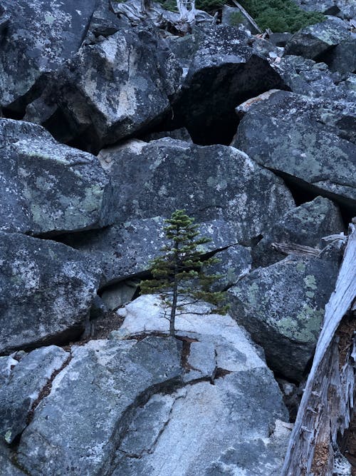 Nature. Tree on stones