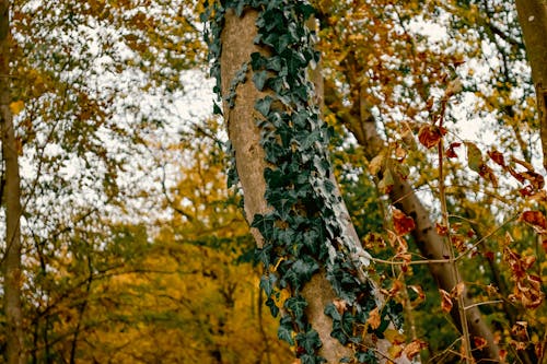 Immagine gratuita di alberi, autunno, boschi