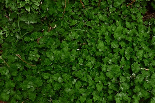 Kostenloses Stock Foto zu dunkelgrüne blätter, gesträuch, laub