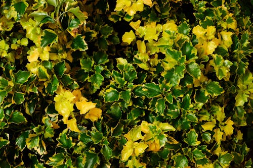 Kostenloses Stock Foto zu bodenvegetation, dunkelgrüne blätter