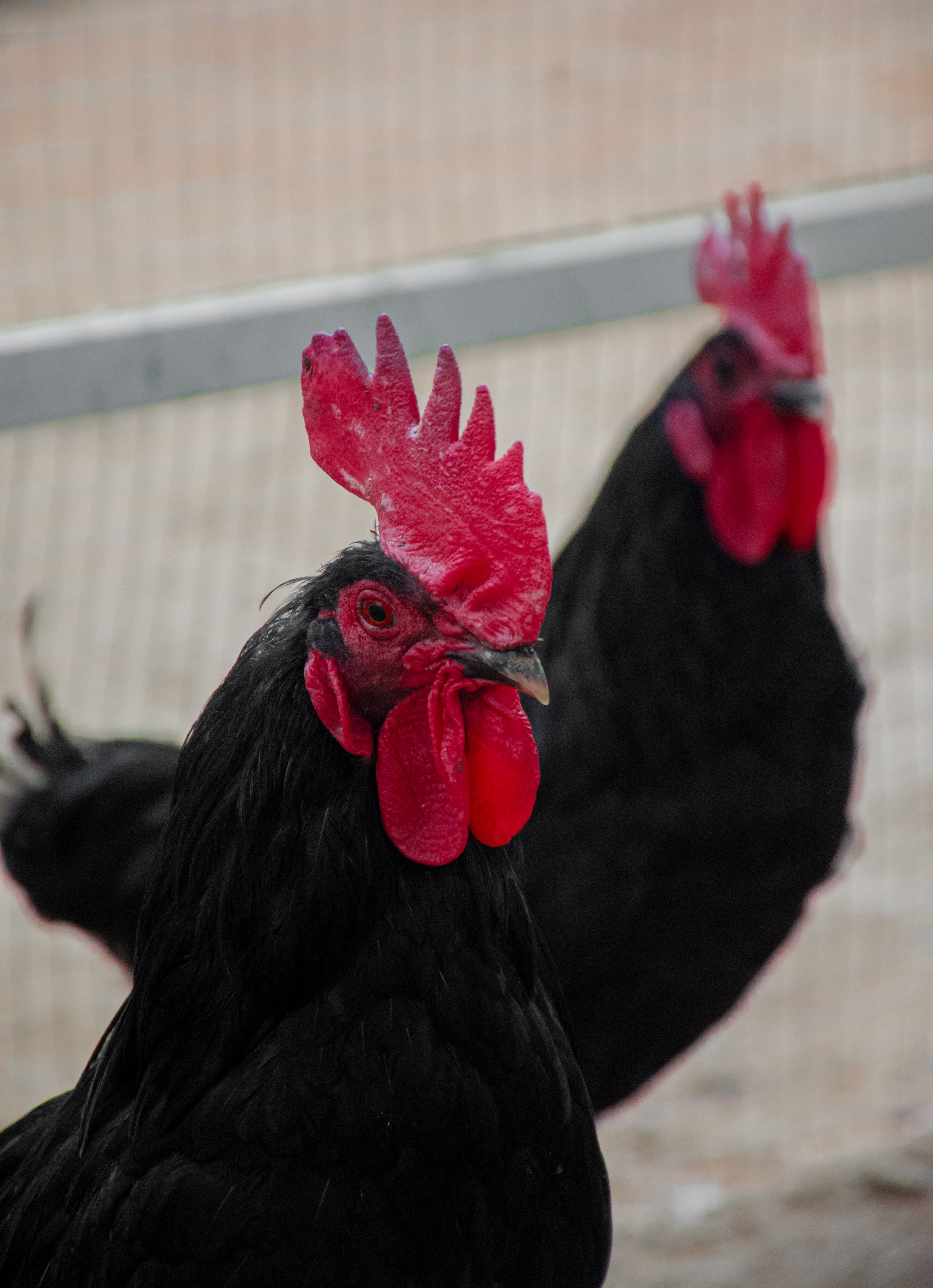 Broiler Photos, Download The BEST Free Broiler Stock Photos & HD Images