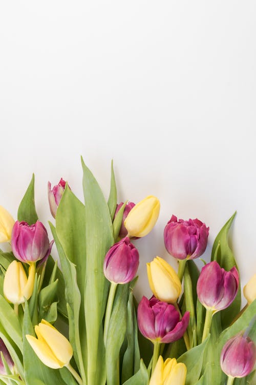 Fotografi Fokus Selektif Bunga Tulip Merah Muda Dan Kuning