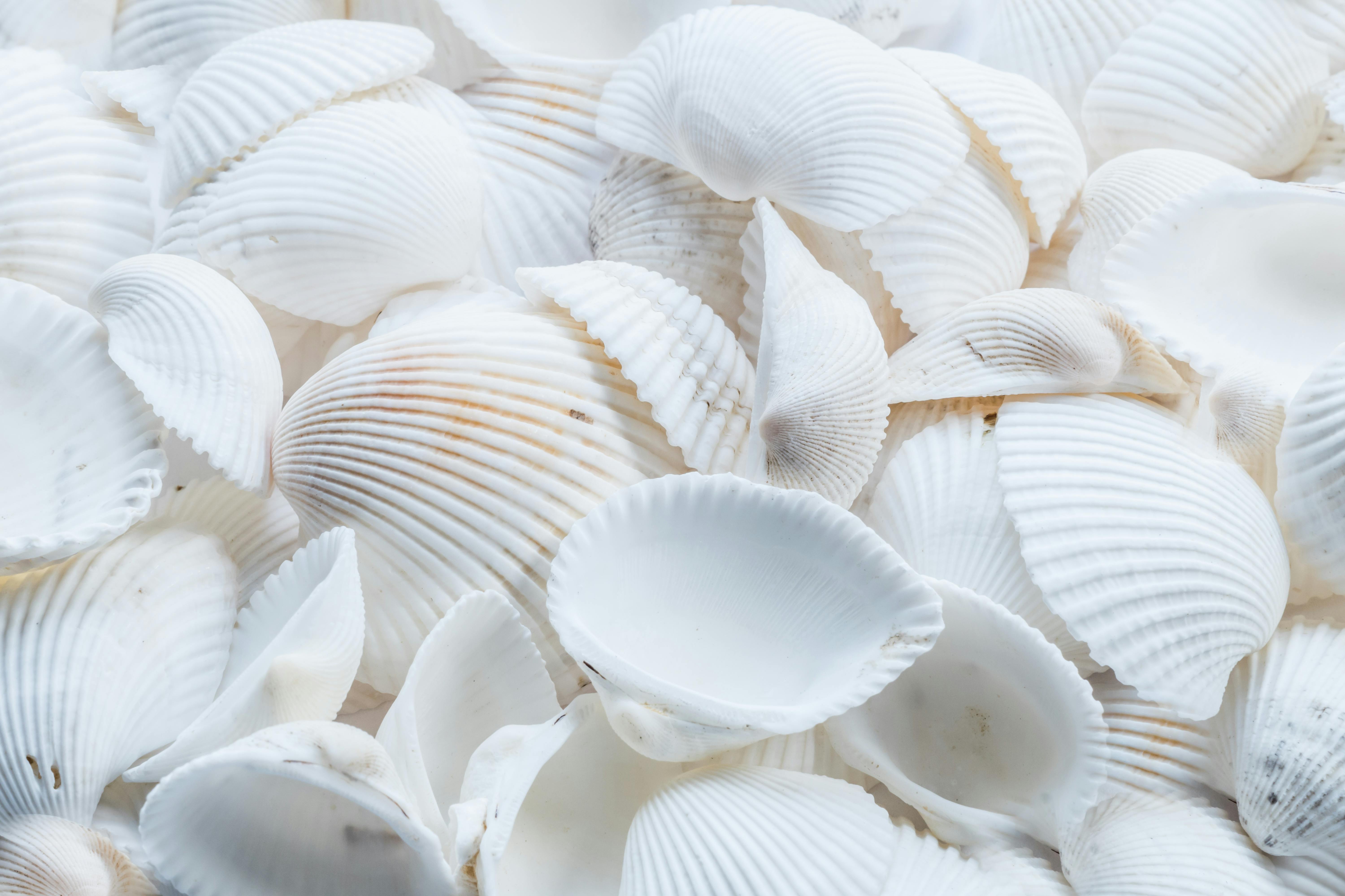 白い貝殻のクローズアップ写真 無料の写真素材