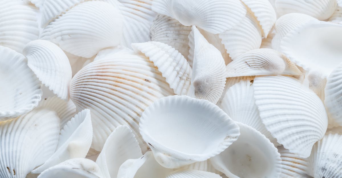 How to make video soup with shells