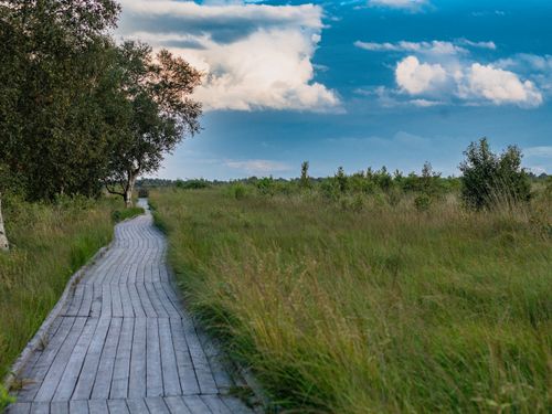 Free A serene boardwalk path through lush greenery under a vibrant summer sky in Aurich, Germany. Stock Photo