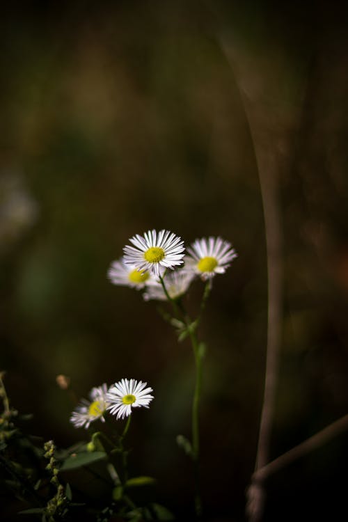 Kostnadsfri bild av blommor, fält, flora