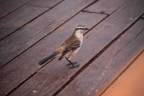 Beautiful little bird on the wooden floor